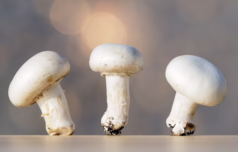 Small group of mushrooms on an wood table top
