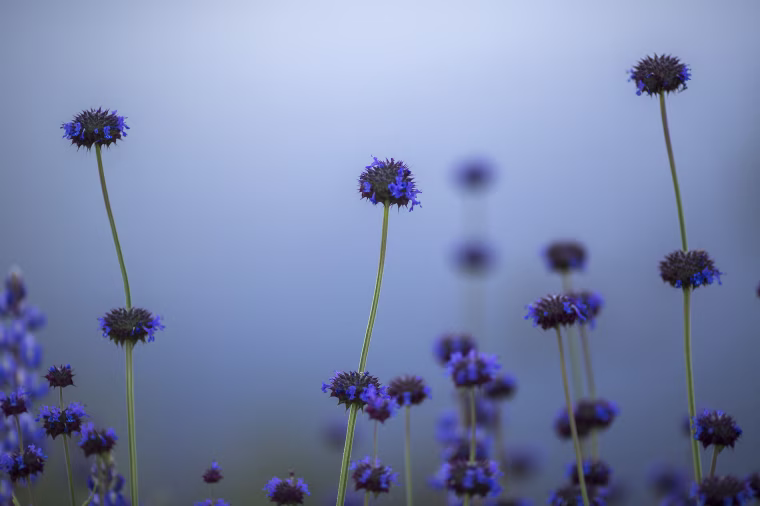 Image: Sea Of Springtime Wildflowers Spreads Across Southern California