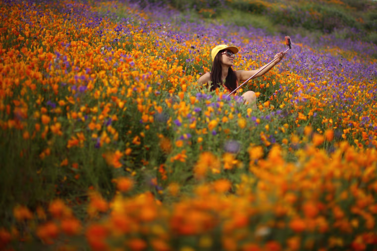Image: A woman uses a selfie stick to photograph herself in a massive spring wildflower bloom caused by a wet winter in Lake Elsinore