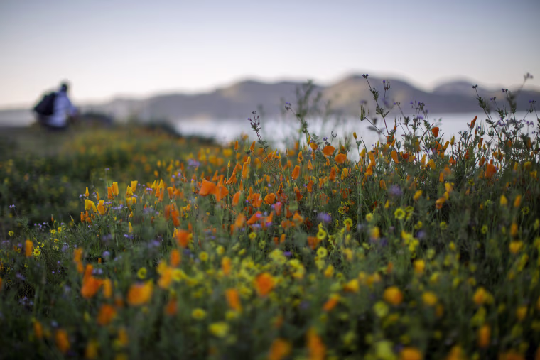 Image: Sea Of Springtime Wildflowers Spreads Across Southern California