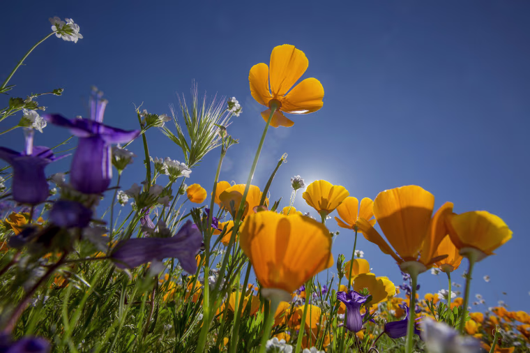 Image: Sea Of Springtime Wildflowers Spreads Across Southern California