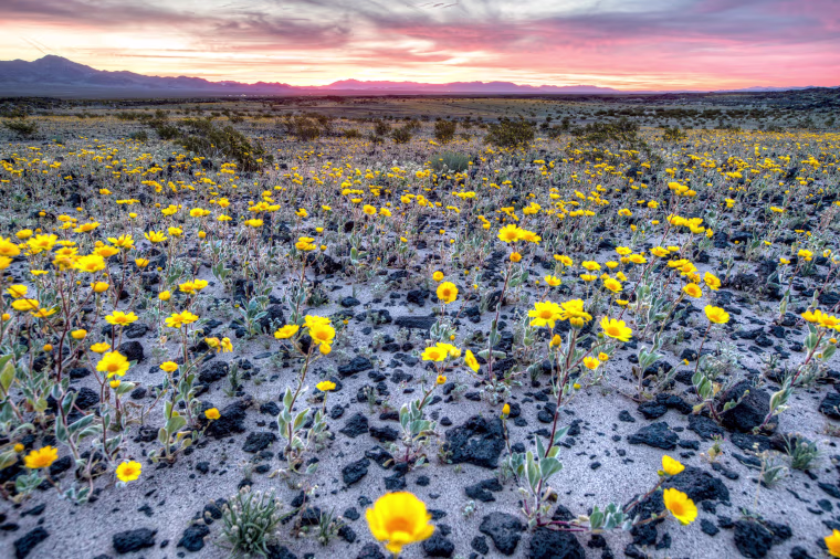 Image: Super Bloom of Desert Flowers in California