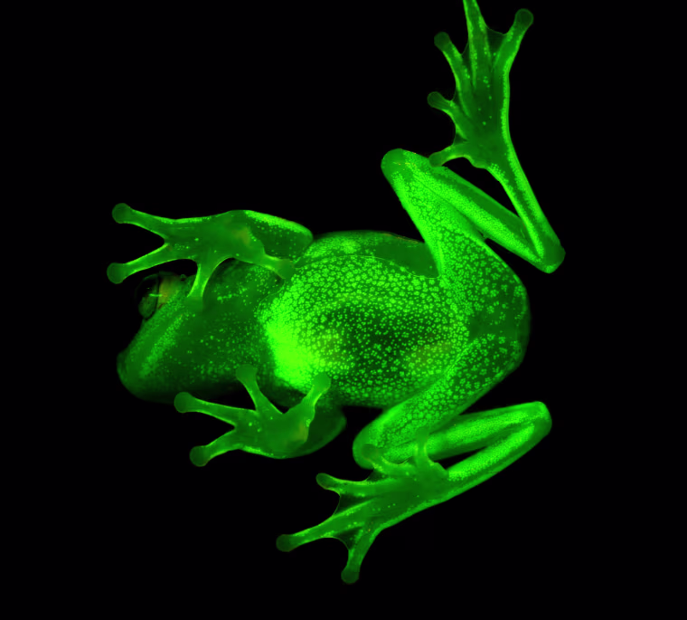Image: TOPSHOT-ARGENTINA-NATURE-FLUORESCENT-FROG