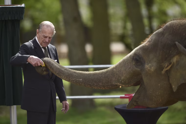 Image: Britain's Prince Philip feeds an elephant during a visit to Whipsnade Zoo where Queen Elizabeth opened the new Centre for Elephant Care, in Dunstable