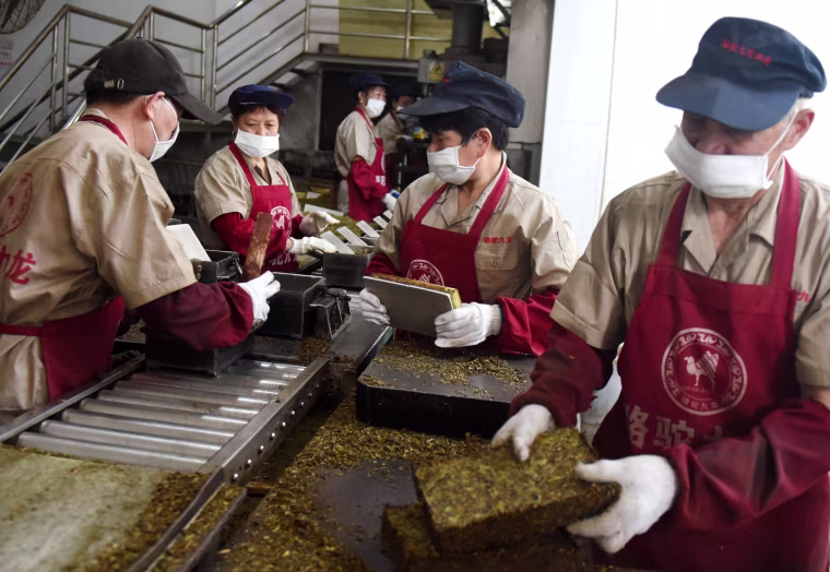 Image: Workers package bricks of tea leaves for export in Wuyi, China