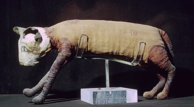Image: An Egyptian mummy of a cat from the Louvre's collection
