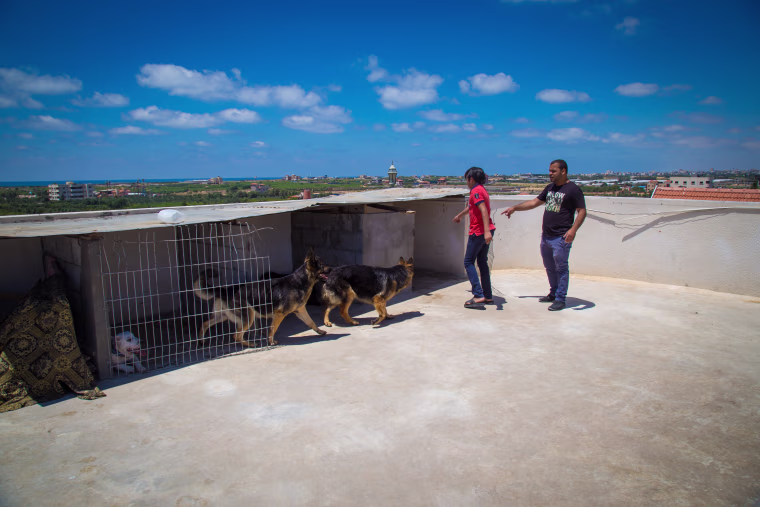Image: Mouin al-Awad, right, keeps his dogs on the roof of a friend's building