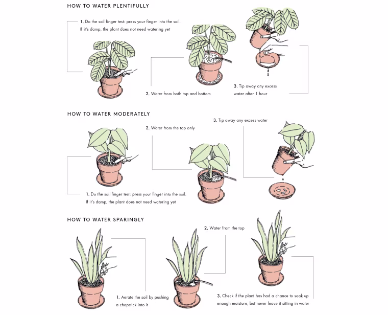 Image: Illustration showing watering instructions