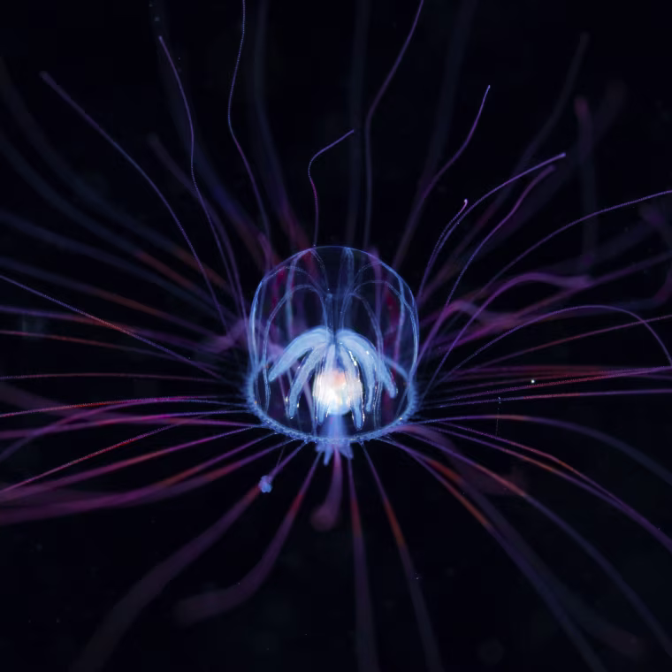Aglaura hemistoma is very small jellyfish and umbrella diameter is no more than about 4mm.
