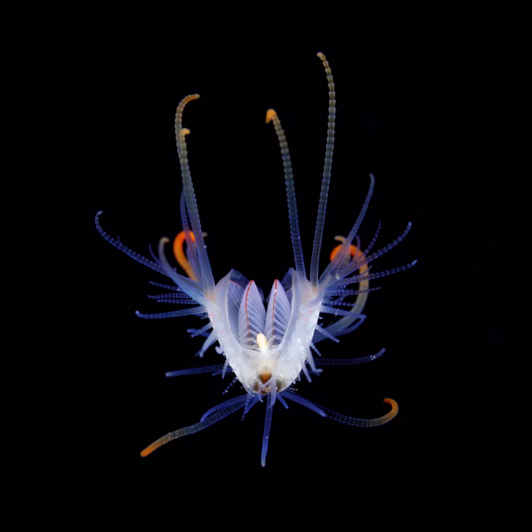 Larva of Limidae. Limidae is a bivalve that lives hiding behind rocks, therfore scarcely escape notice. Such a beautiful figure appears,may be for only a few hours when the larvae are floating.
