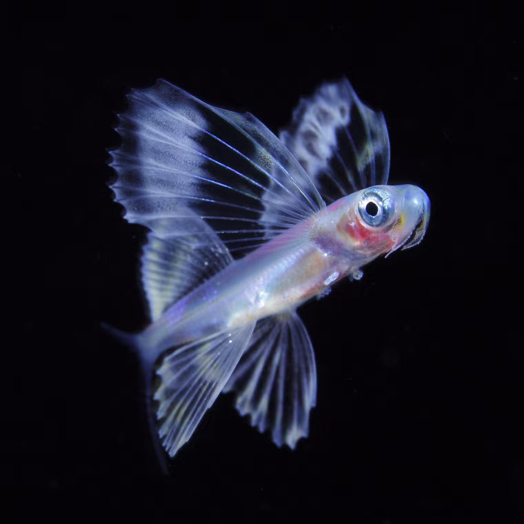 A flying fish with a fin like a wing of a bird. That juvinile gathered in the sea of the night and start hunting in front of the light. Beard shaped organ have only to juvenile.