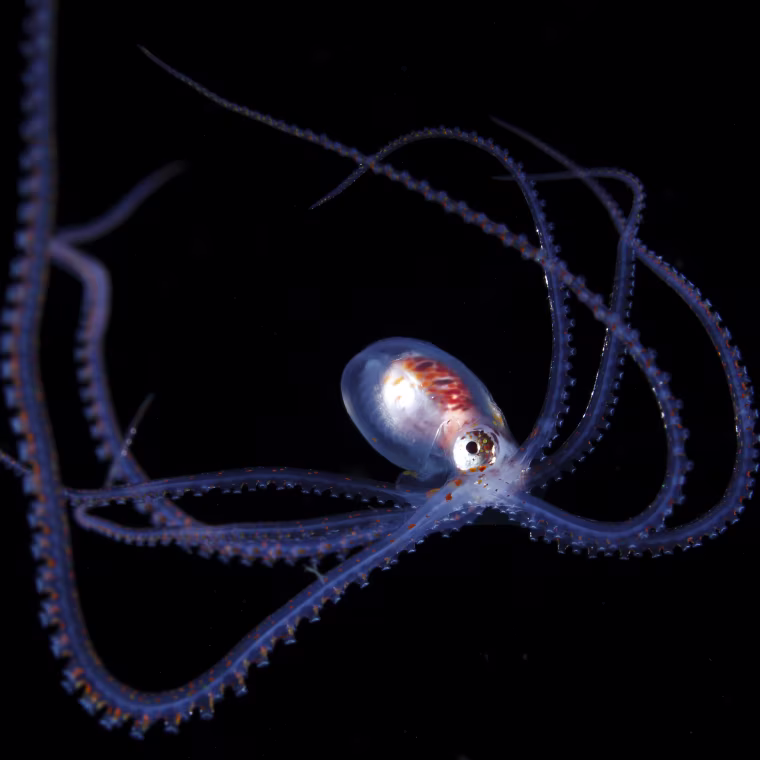 That octopus comes when the night advances.
Also one by one will increase, and swim while extending long arms.