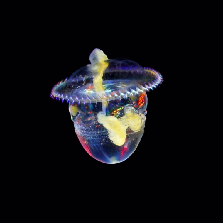 It's a marine benthos, inhabiting sand or under stone. Adults are long and slender, grotesque. However, some larvae are beautiful like this picture, and they are floating.
