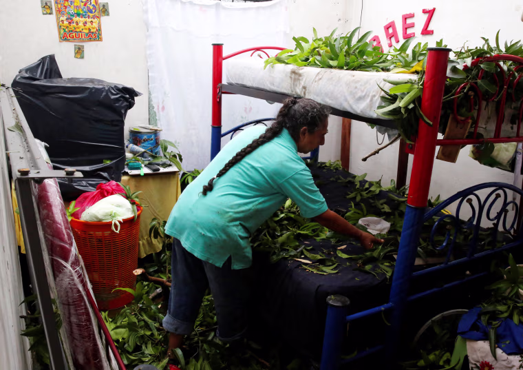 Image: Leonor Ortega removes branches and debris in her home damaged after the passing of Hurricane Franklin