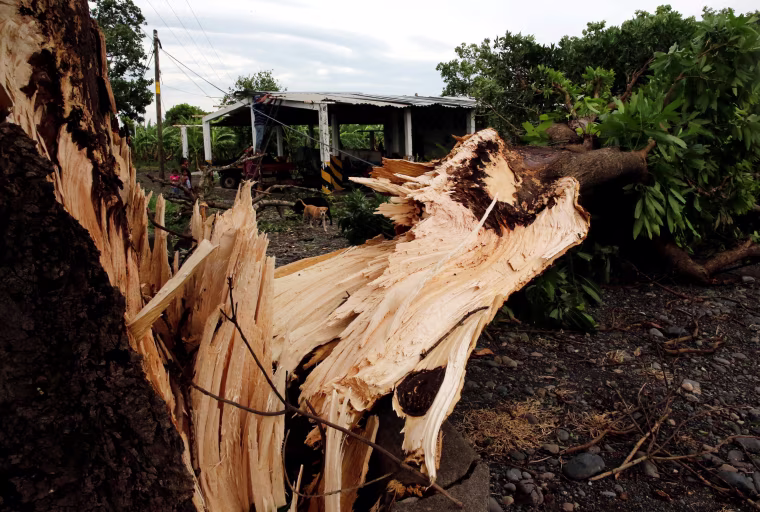 Image: A fallen tree is seen next to a house after the passing of Hurricane Franklin