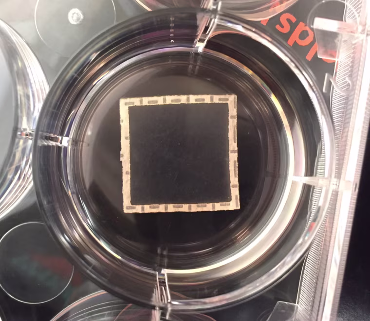 A heart muscle patch growing in a dish.
