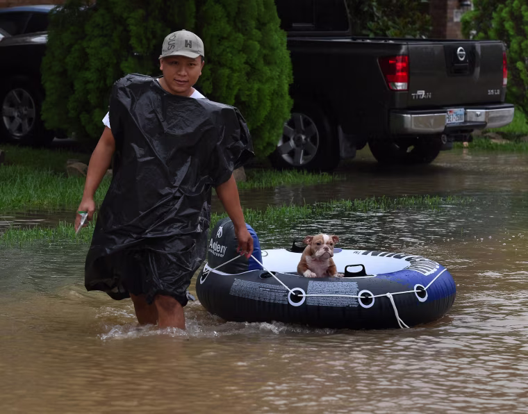Image: Pets Rescued in Texas