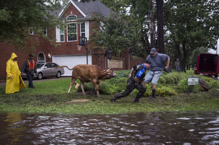 Image: Search and rescue crews wrestle a stray steer to try and put it in a trailer in a flooded neighborhood after the Addicks Reservoir, in Houston.