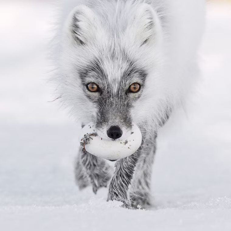 Image: Arctic Treasure