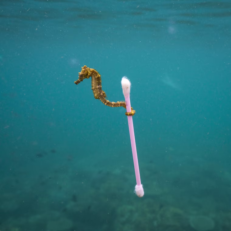Image: Sewage Surfer