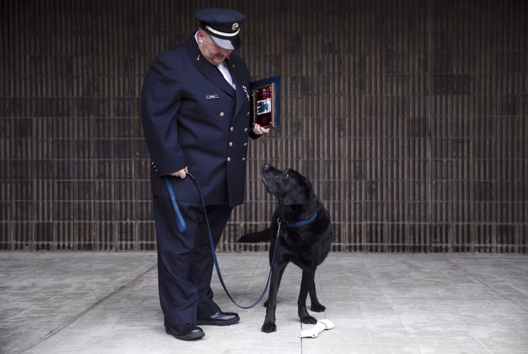 Image: Arson dog