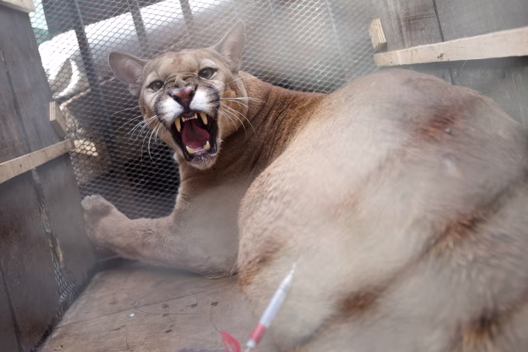 Image: Brazilian savannah will become a sanctuary for the preservation of wild cats