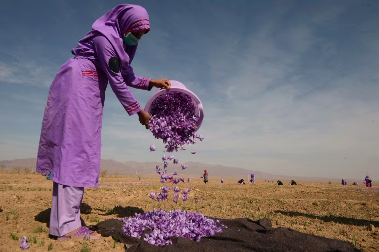Image: An Afghan woman collects saffron flowers after picking them in a field