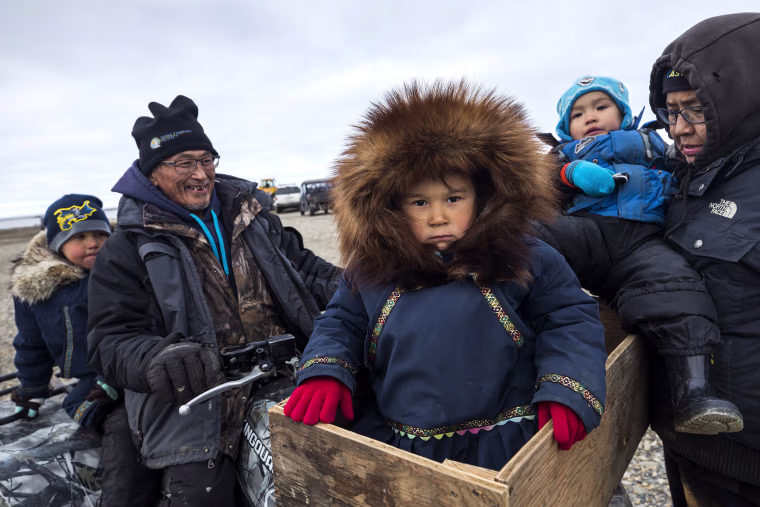 Image: Threatened Polar Bears Find Sanctuary in Alaskan Village
