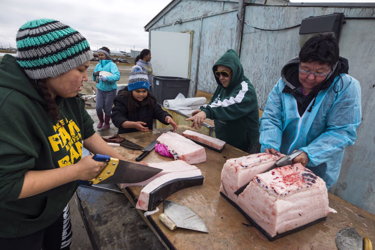 Image: Threatened Polar Bears Find Sanctuary in Alaskan Village