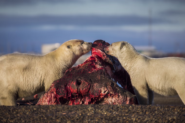 Image: Threatened Polar Bears Find Sanctuary in Alaskan Village