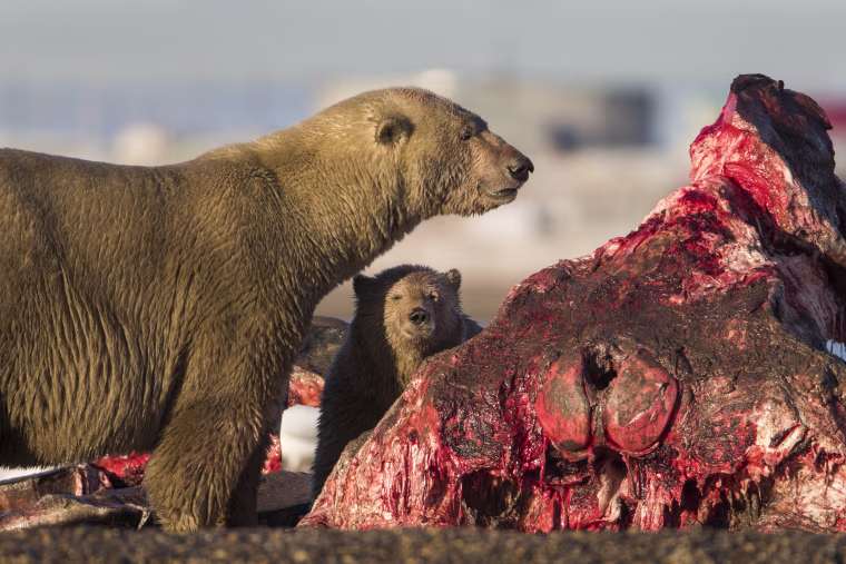 Image: Threatened Polar Bears Find Sanctuary in Alaskan Village