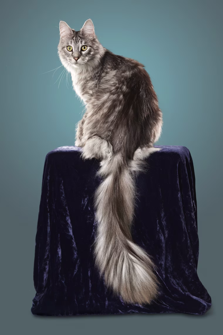 Image: Cygnus holds a Guinness World Record for the cat with the longest tail