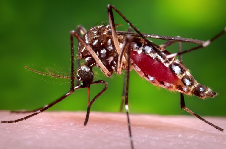 Image: Aedes aegypti mosquito