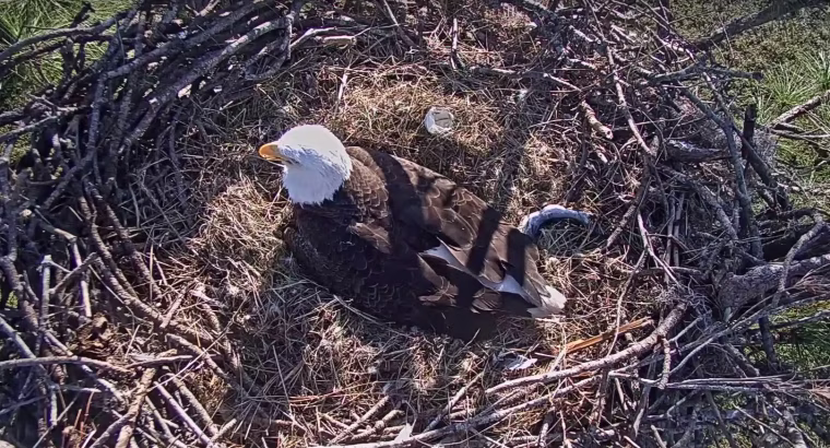 Image: A bald eagle at the nest in Fort Myers, Florida on Dec. 27, 2017