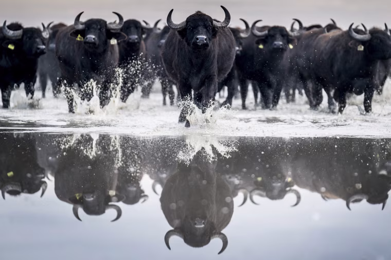 Image: A herd of about 120 buffaloes are taken from their winter habitat