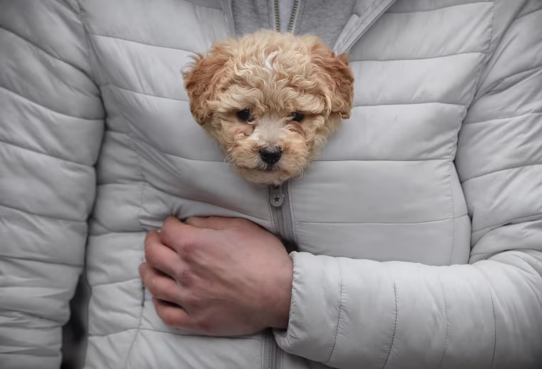 Image: A man keeps a puppy warm in his jacket while watching a New Year's parade