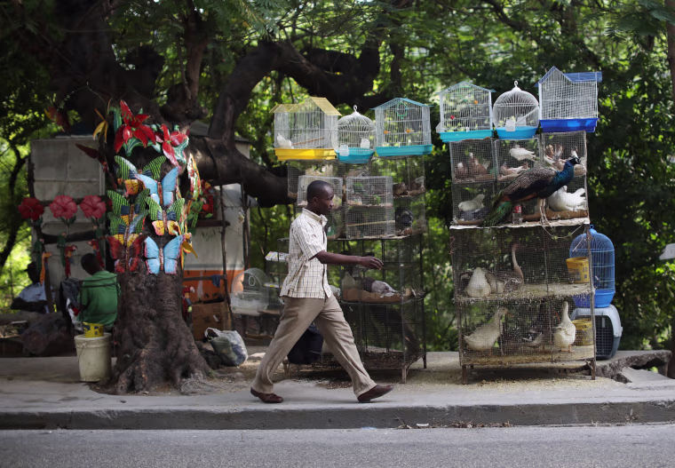 Image: A man walks past cages with animals for sale in Port-au-Prince