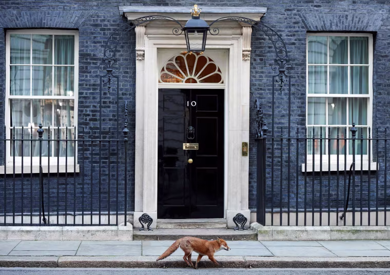 Image: A fox runs past the entrance to 10 Downing street in London