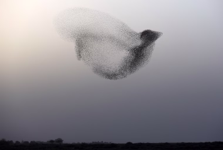 Image: A murmuration of starlings fly at dusk near the Rahat, Israel