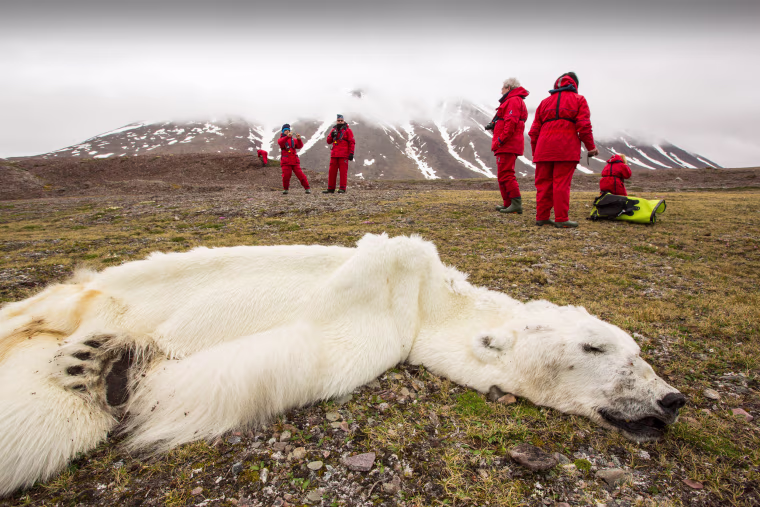 Image: A male polar bear that starved to death as a consequence of climate change, according to scientists.