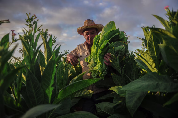 Image: A farmer works at a tobacco plantation in San Juan y Martinez, Cuba