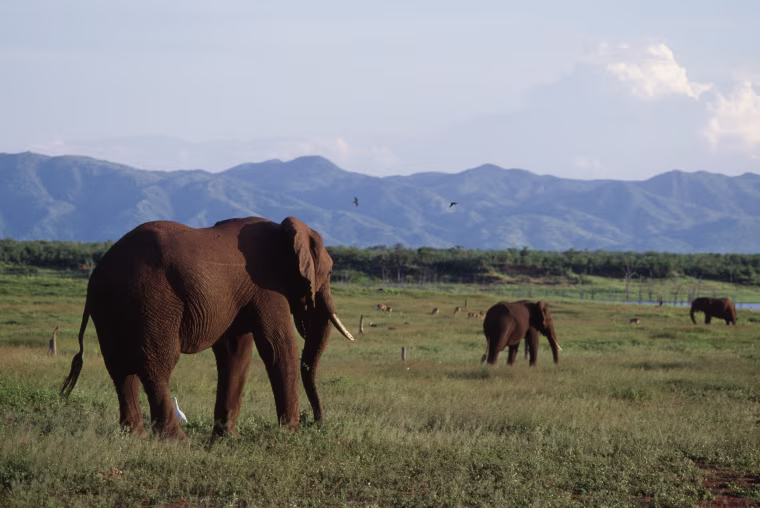 Image: African bush elephant gather near Lake Kariba in Zimbabwe