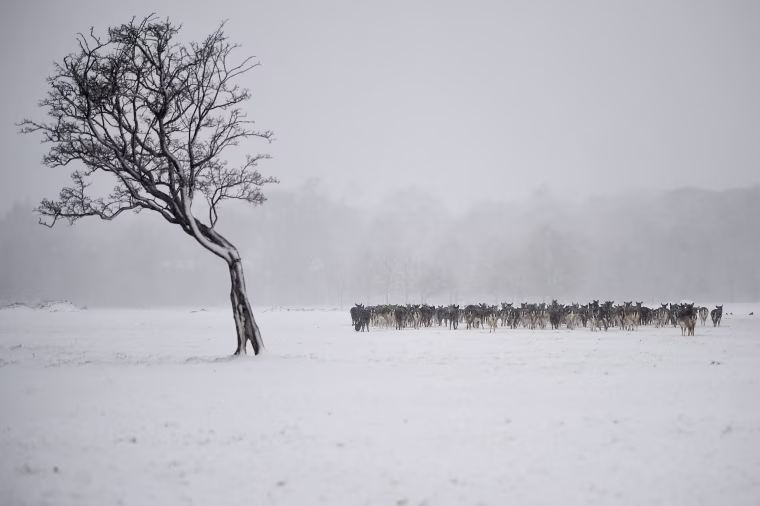 Image: Deer huddle together in woodlands during heavy snow in Dublin
