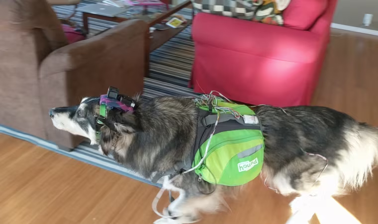 Image: Canine AI