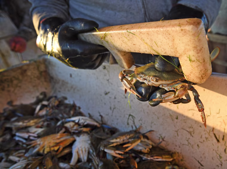 Banner Year Forecast For Lower Chesapeake Blue Crabs