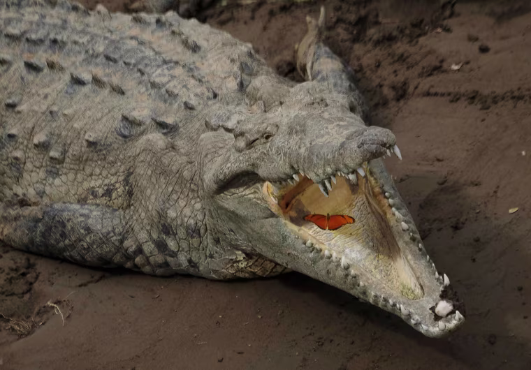 Image: A butterfly flies into the jaws of a crocodile