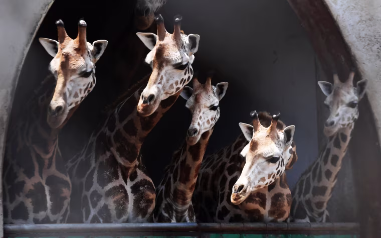 Image: Giraffes watch from their enclosure as a newborn giraffe calf and its mother are separated from others at a zoo
