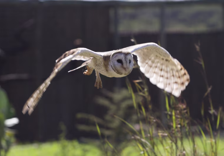 A Barn Owl comes in to land during a display at the African Bird of Prey Sanctuary in Umlaas Road, 60 km (37 miles) west of Durban