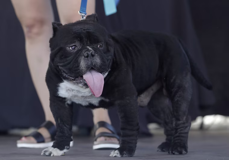 Image: World's Ugliest Dog Contest