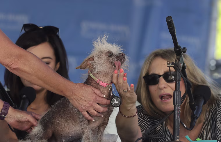 Image: World's Ugliest Dog Contest